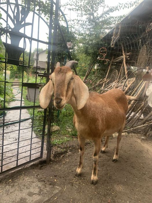 Гарна кізочка хоче в родину