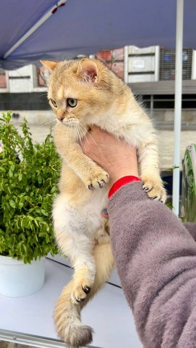 Котик золотая шотландская шиншила