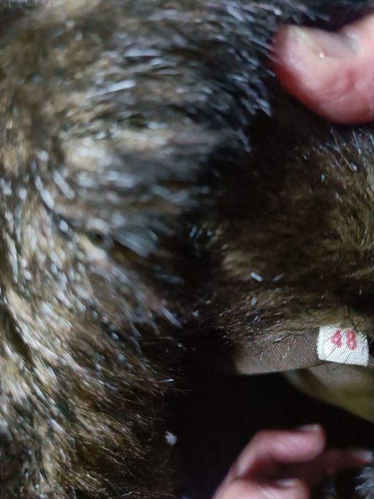 Casaco de pelo sintético