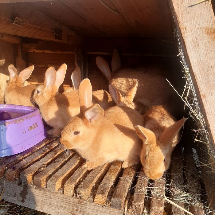 Кроли Бургундской породы и паноны