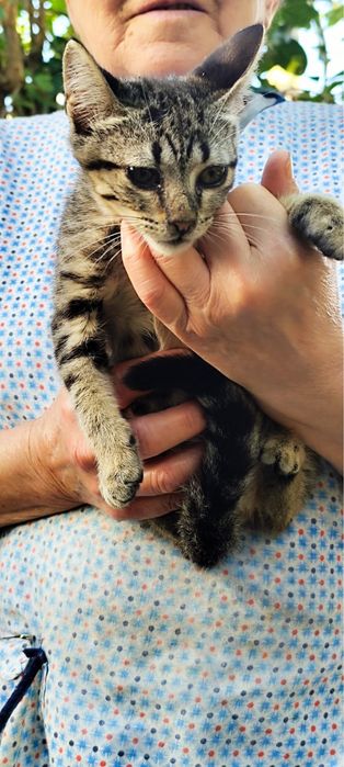 Adoção Responsavel - Gata Bebé