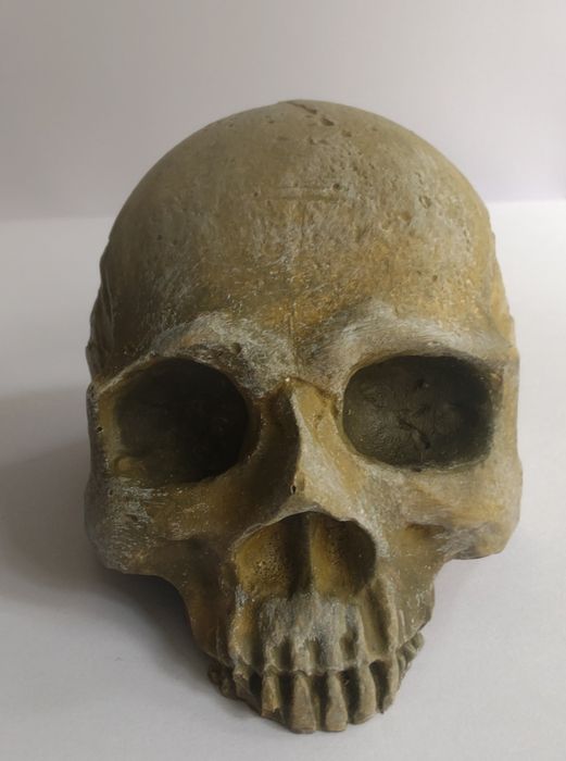 Czaszka do terrarium