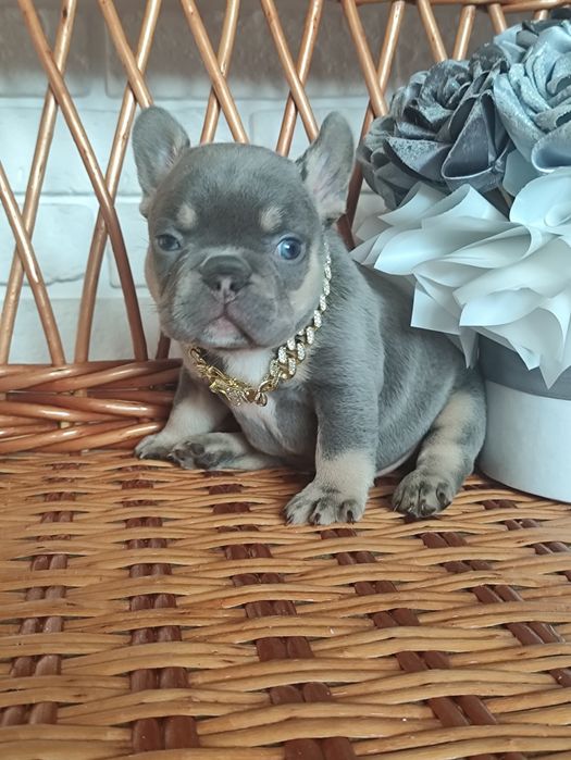 Французький бульдог