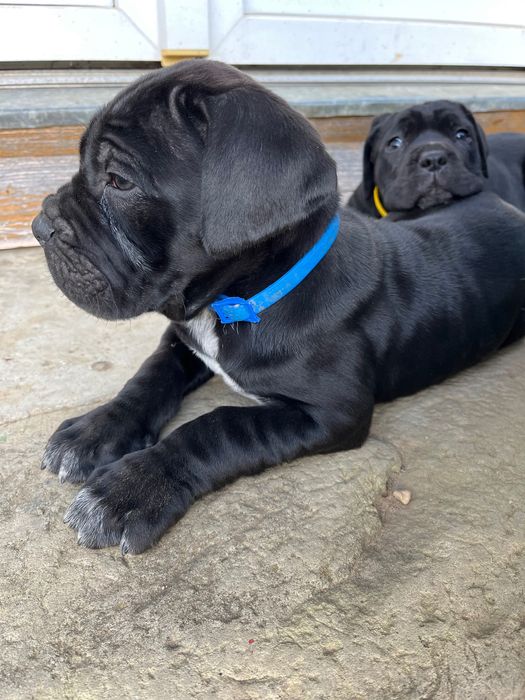 Кане Корсо хлопчик та дівчика