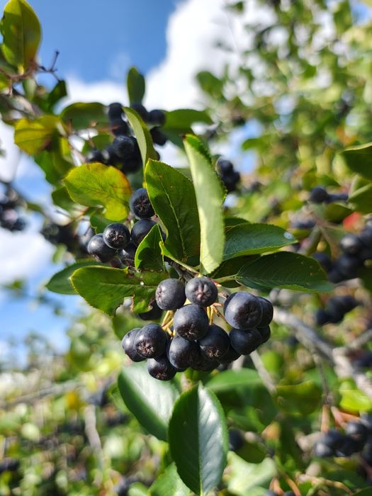 Aronia - Bio sprzedam