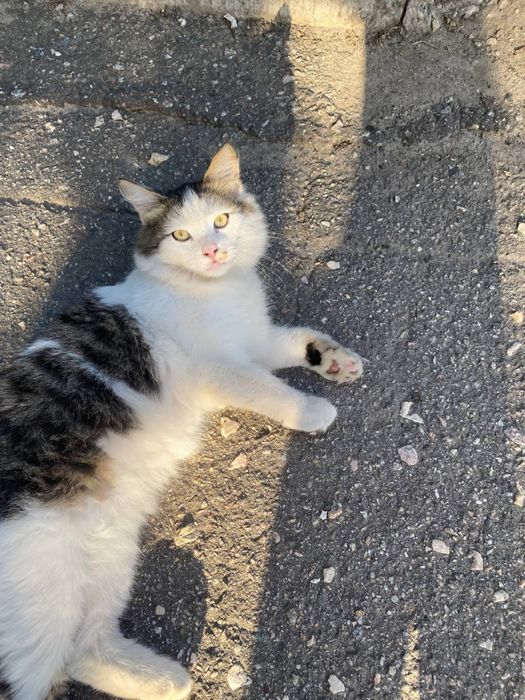 Котенок 6 месяцев