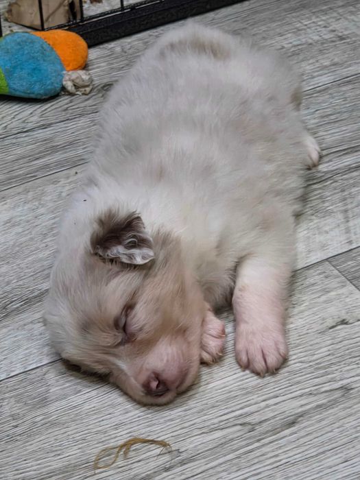 Sunia Border Collie Lilac Merle