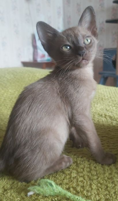 Бурманские котята , бурма, мальчики
