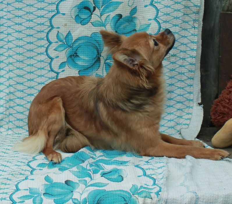 Девочка длинношорстного той-терьера  ищет семью.