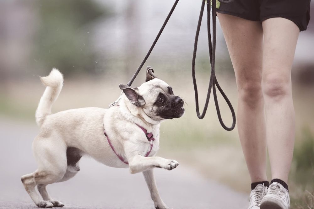 Zack, pseudo mopsik czeka na dom