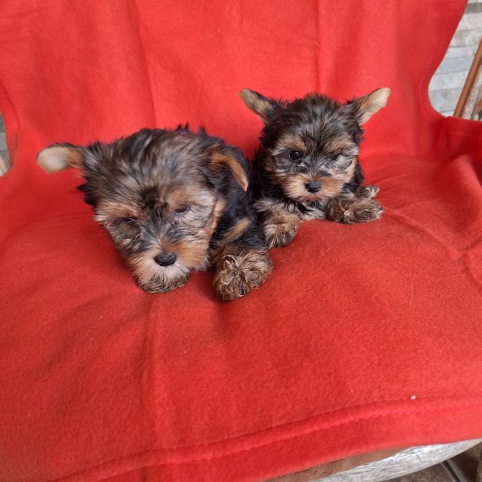 Yorkshire terrier piesek rodowód + wyprawka