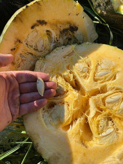 Продам гарбузове насіння