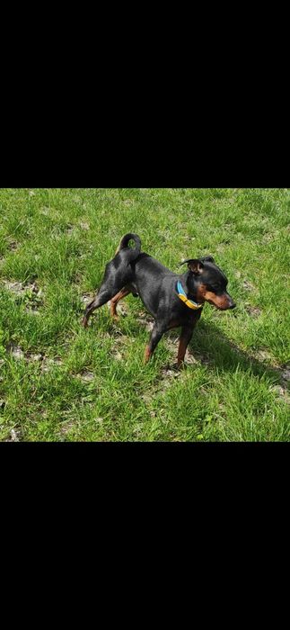 Віддам хлопчика цвергпінчер