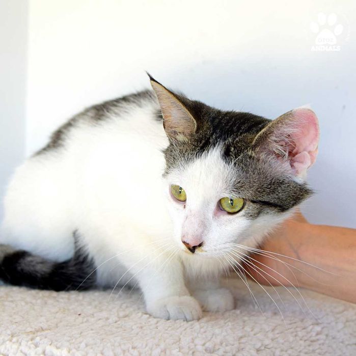 Cudowny kocurek Tornado do adopcji!