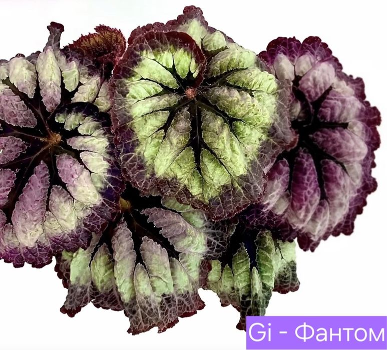 Бегонія сортові дітки