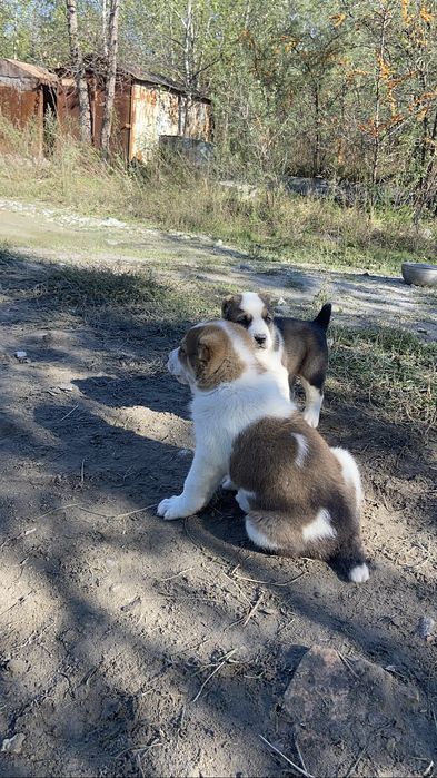 Продаж цуциків Алабай САО