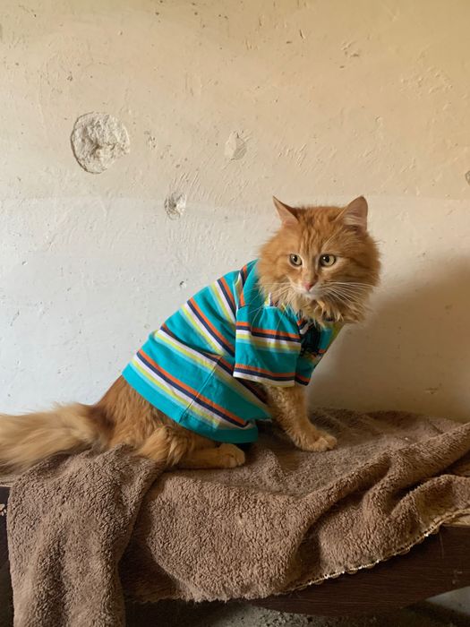 Пухнастий рижий котик