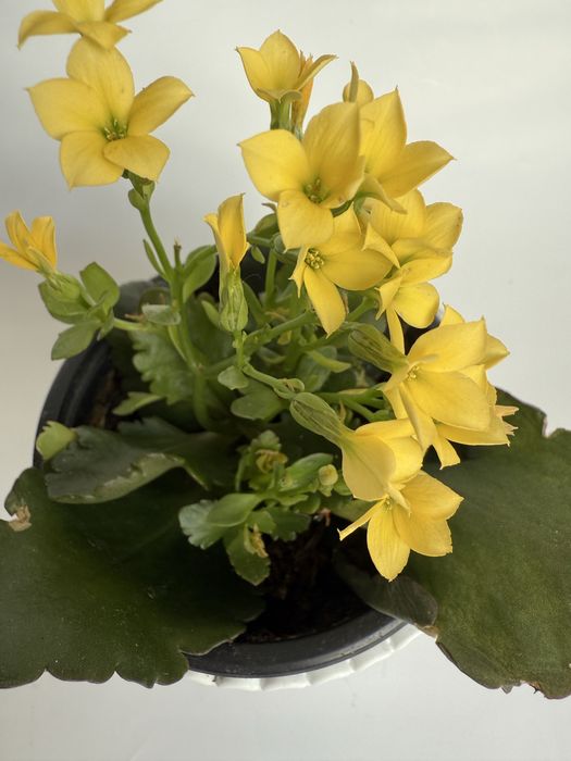 Kalanchoe sukulent w białej osłonce