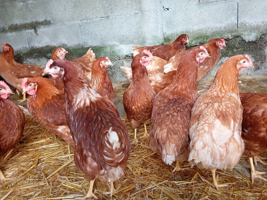 Galinhas poedeiras