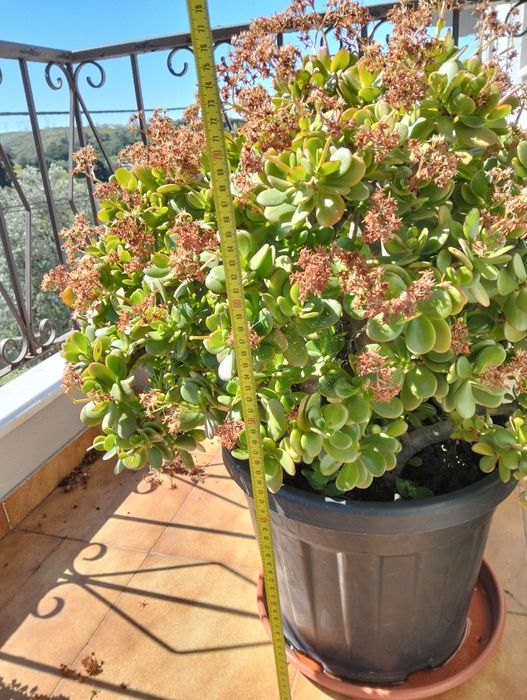 Vaso grande com suculenta