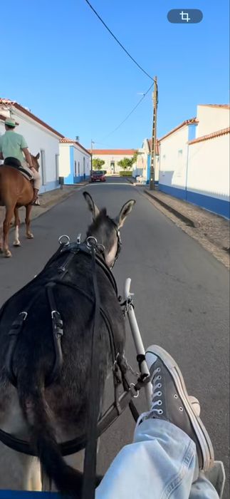 burro engatado e charrete