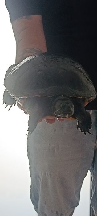 Animais de estimação
