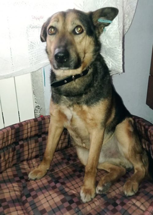 Пропав  собака, Вєня