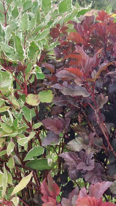 Дерен Елегантисима