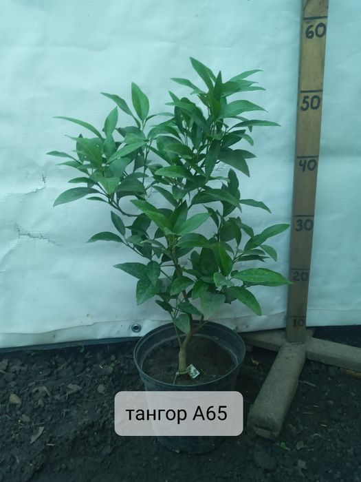 Солодкий цитрус Полтава