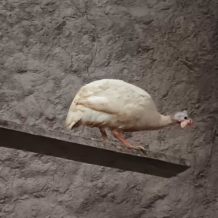 Fracas / galinha de Angola / cocós / coquichas