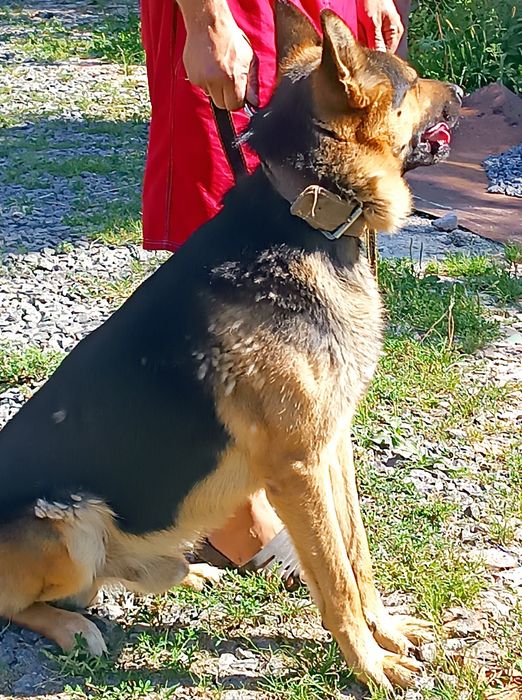 Німецька вівчарка для в'язки