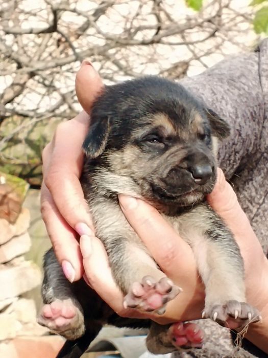 Щенята нiмецької вiвчарки