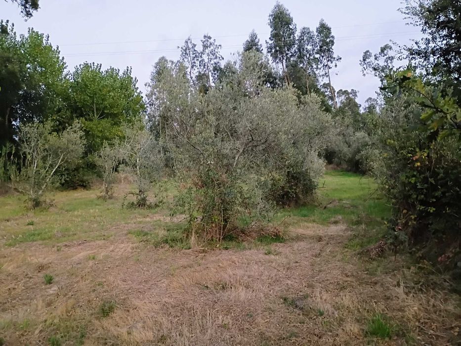 Grande Terreno 2745 M2 - Monte Arcado, Covoes