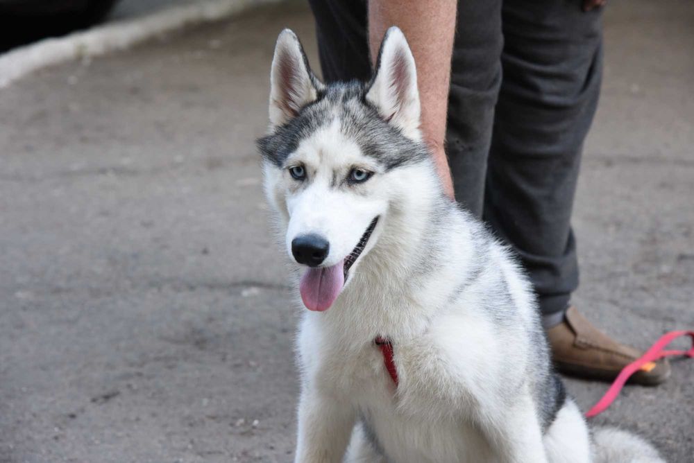 Девочка хаски, ищет жениха.