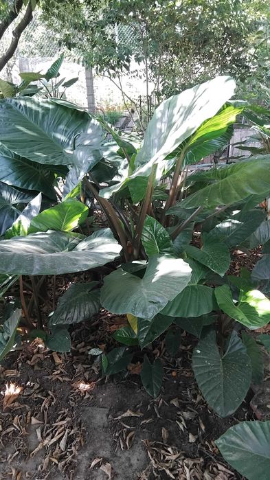 Vendo Alocasias vários tamanhos Fernão Ferro, Seixal