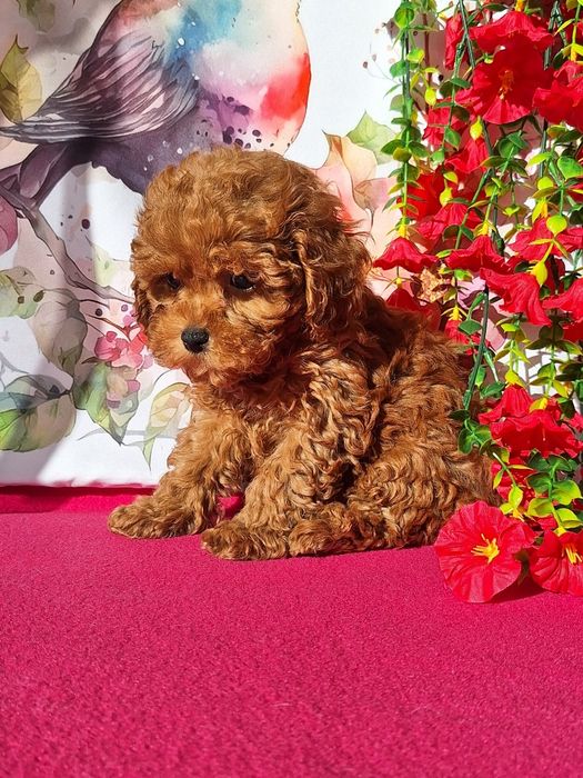 Cavapoo Red Brown z certyfikatem i paszportem