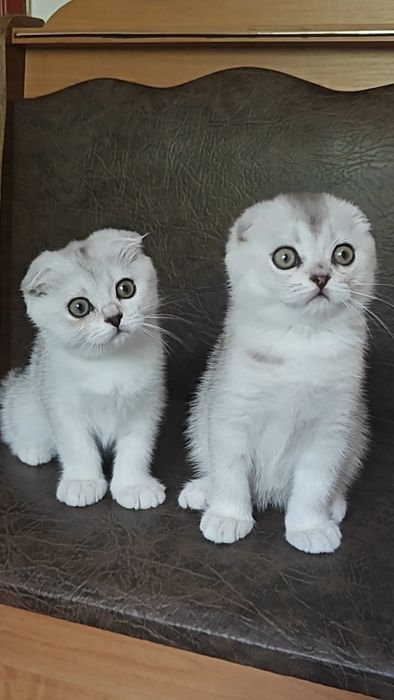 Вислокхие девочка и мальчик серебристая шиншилла
