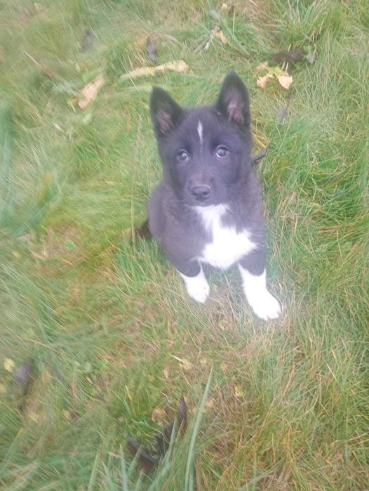 Łajka Zachodniosyberyjska