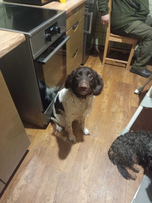 Oddam za darmo mały mister Lander suka