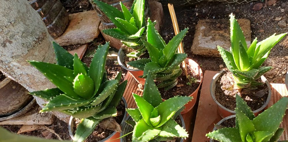 Succulent Plant in Pot