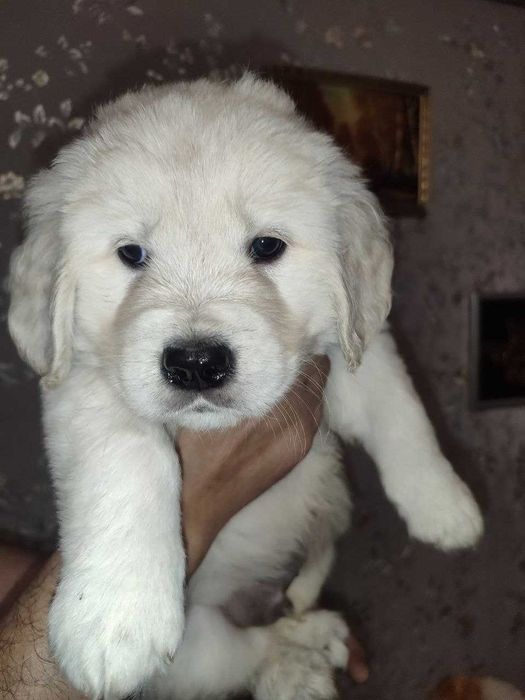 Золотистий Ретривер (цуценя)