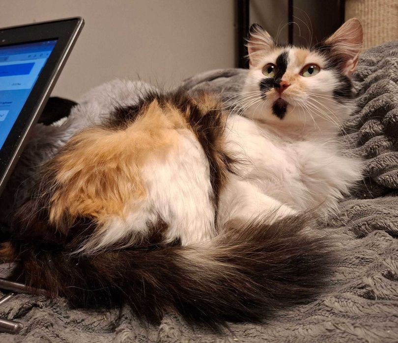 Iga /ok.1,5r. - piękna, kolorowa, do adopcji z innym kotem