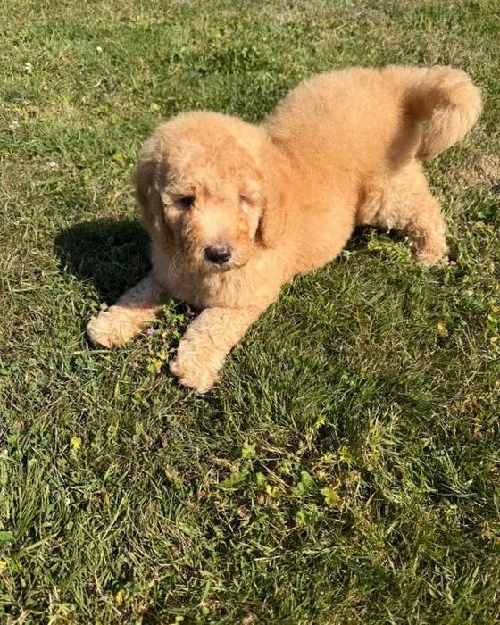 Goldendoodle fêmea