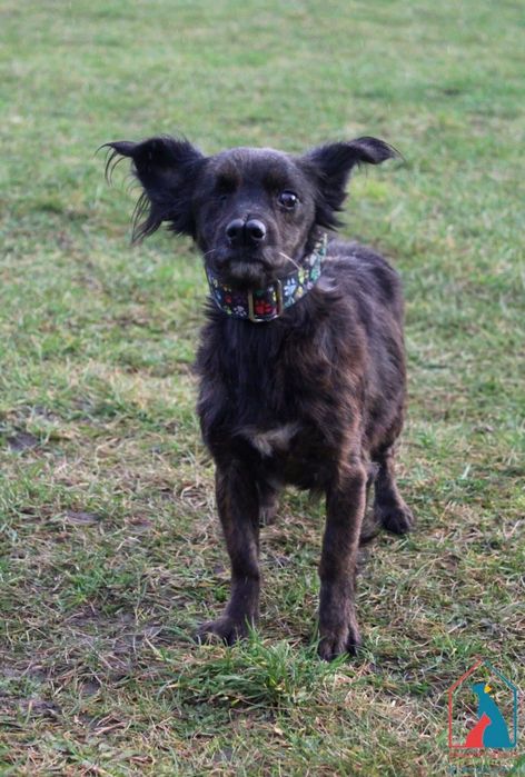 Mała Musia szuka dobrego domu