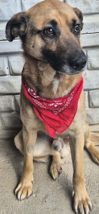 Przemiły chłopak do adopcji