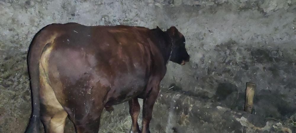 Продам племенного быка(Абердин)