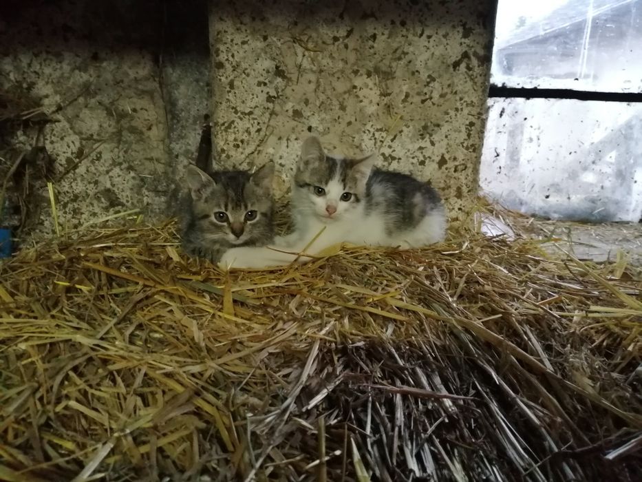 Oddam młode  Kotki z gospodarstwa,w dobre ręce