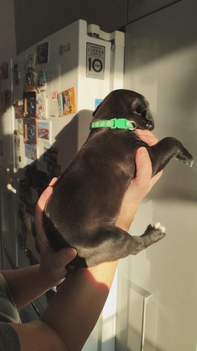 Amstaff  American staffordshire terier Amstaff suka pies