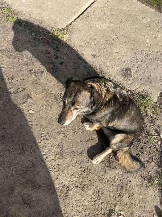Шукаємо  загублену собаку