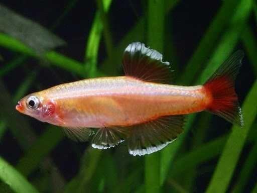 MISIEKZOO Karpiowate - Kardynałek Chiński i Albino już od 1,80 zł